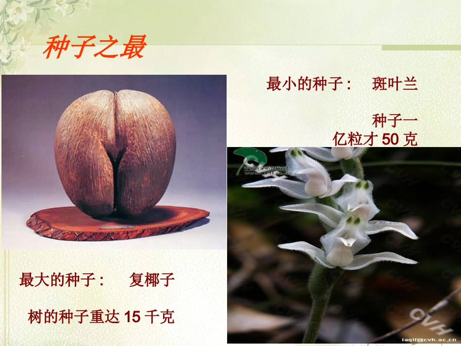 生物学与文学-寄予植物的情怀_第3页