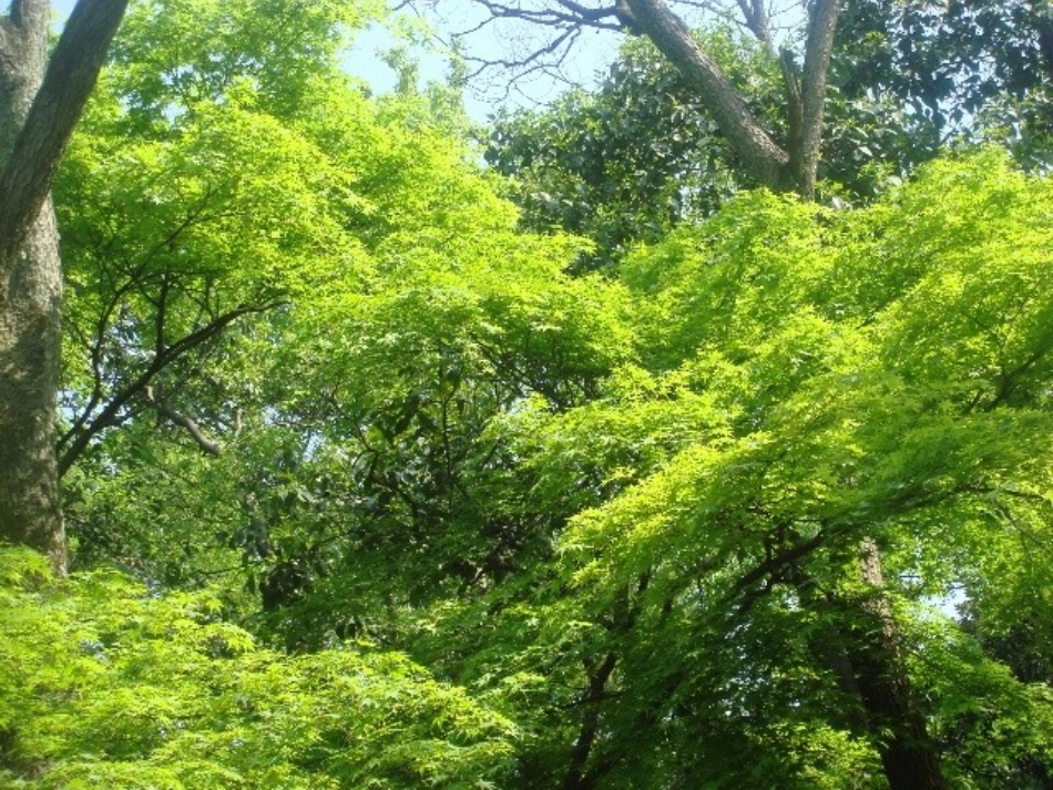 16青山不老课件_第3页