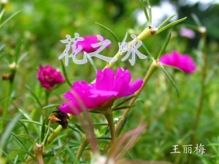 花之咏-(3)
