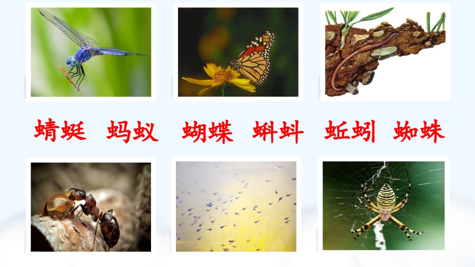 (部编)人教语文2011课标版一年级下册樊越《动物儿歌》_第3页