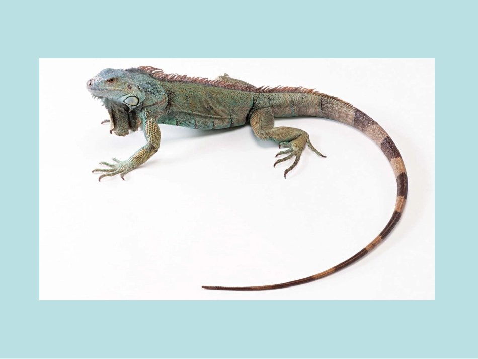 《飞檐走壁的虎将》课件_第3页