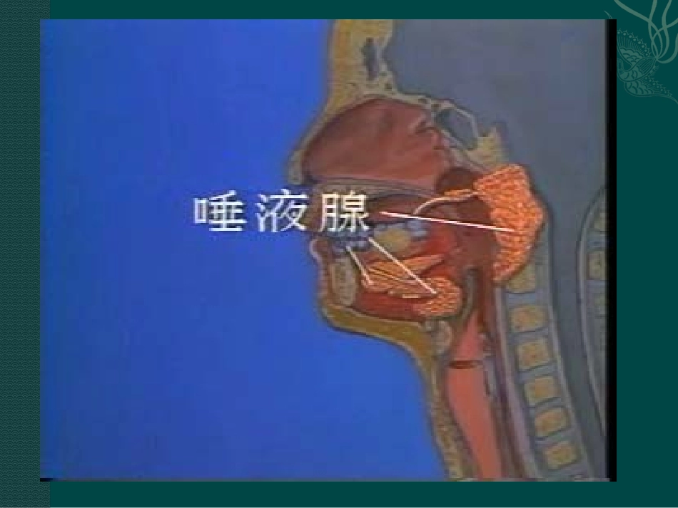 第2节食物的消化和营养物质的吸收_第3页