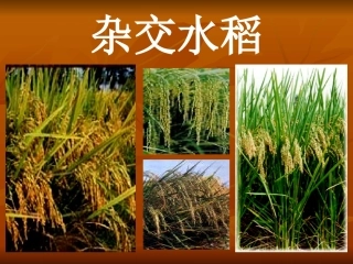 科学家的故事袁隆平与杂交水稻-(5)