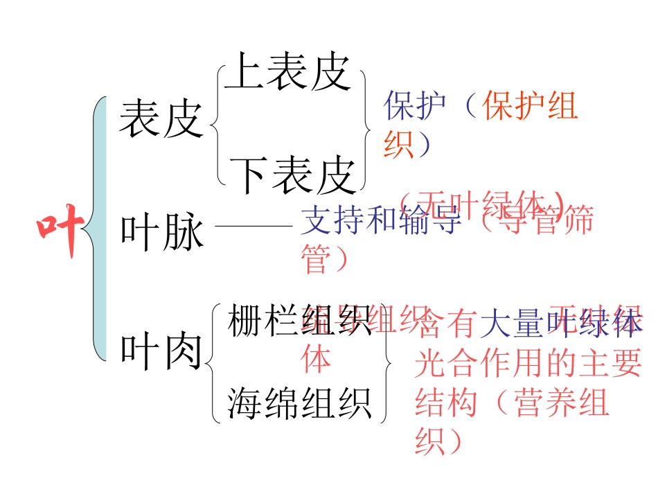 第三节绿色植物的光合作用_第3页