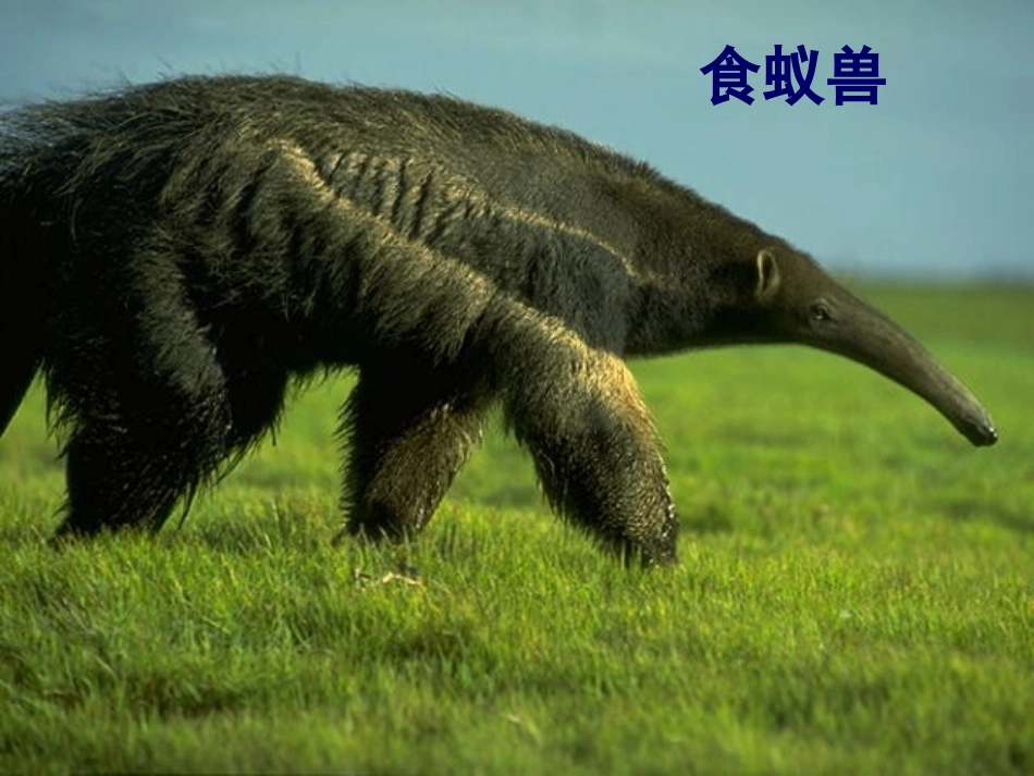 7.1现代生物进化理论的由来_第3页