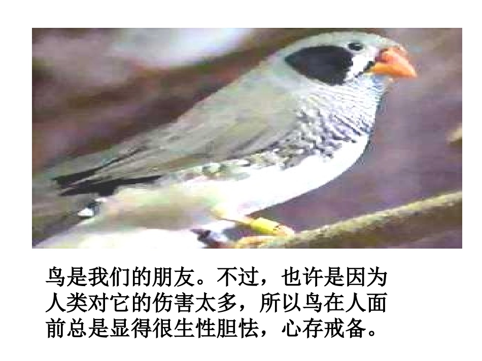 16《珍珠鸟》微课_第2页