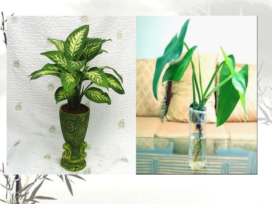 人美版小学四年级美术下册《植物写生》课件_第2页