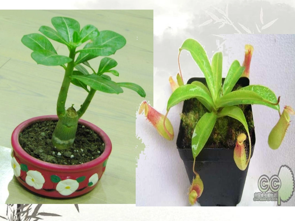 人美版小学四年级美术下册《植物写生》课件_第3页