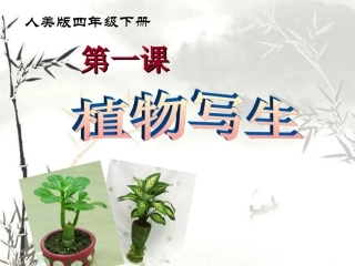 人美版小学四年级美术下册《植物写生》课件