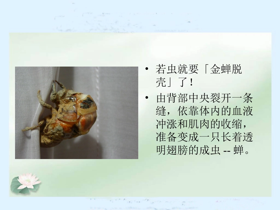 《金蝉脱壳》课件(苏教版小学语文五年级上册课件)_第3页