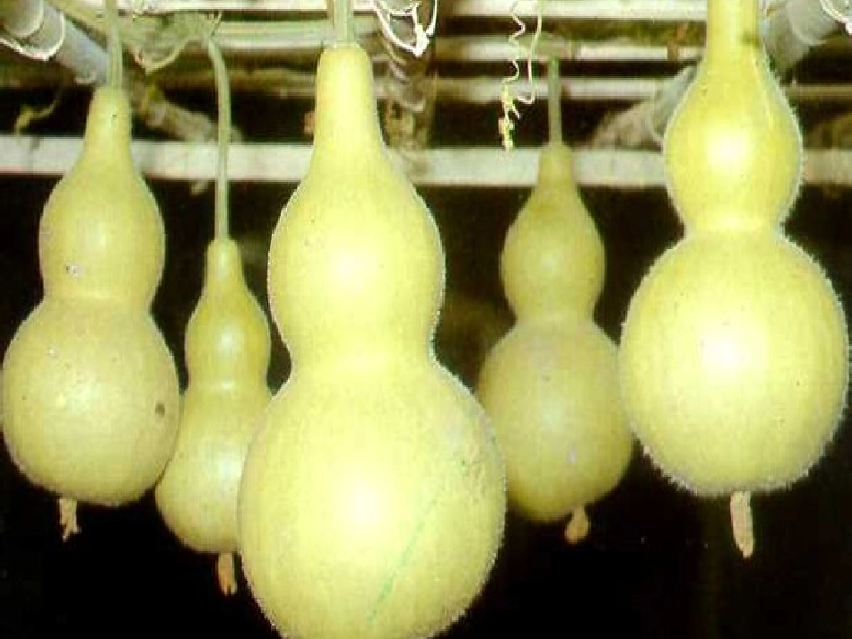 我要的是葫芦(第一课时)_第2页