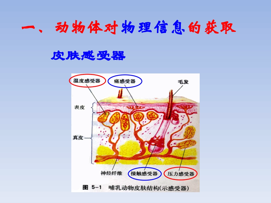 第1节动物体对外界信息的获取_第2页