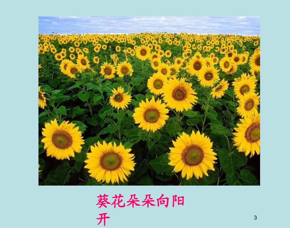 人教新课标高中生物必修三第三章第1节《植物生长素的发现》_第3页