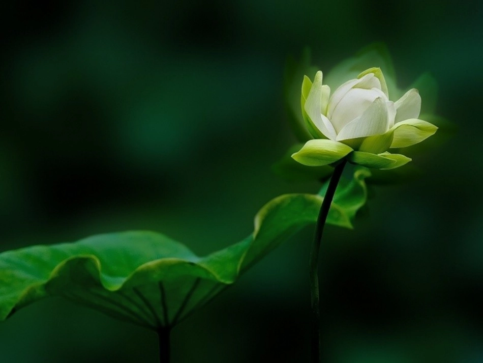 一三爱莲说-(2)_第1页