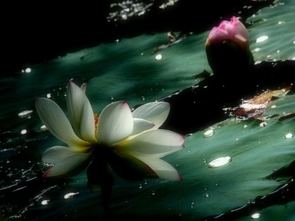 一三爱莲说-(2)_第2页