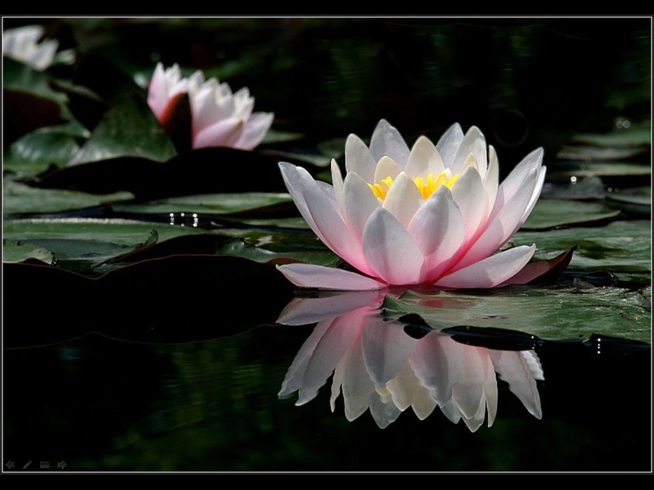 一三爱莲说-(2)_第3页