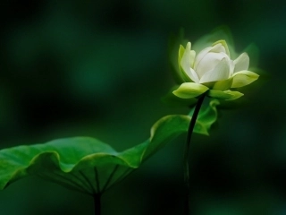 一三爱莲说-(2)
