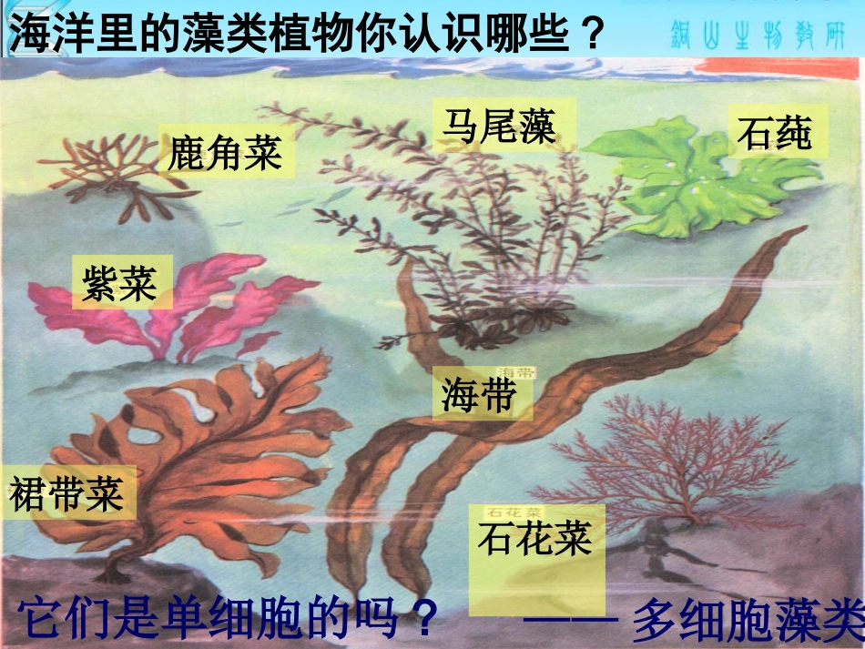 第2节水中的藻类植物_第3页