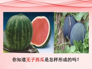 高中生物-5.2-染色体变异课件-新人教版必修2