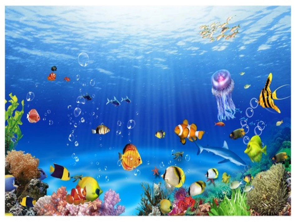 浅水洼里的小鱼课件_第3页