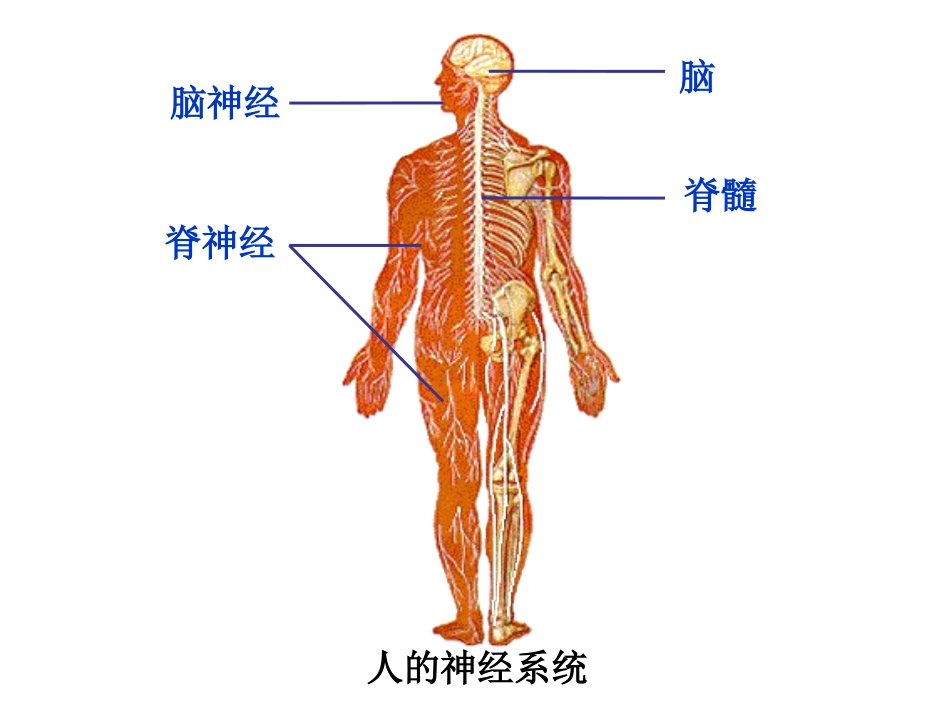 第3节-人体生命活动的神经调节_第2页