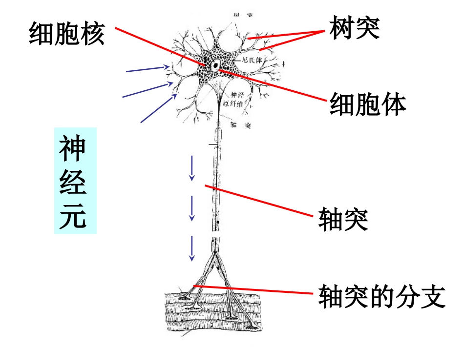 第3节-人体生命活动的神经调节_第3页