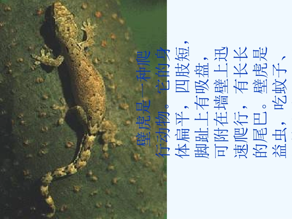 (部编)人教语文2011课标版一年级下册《小壁虎借尾巴》教学课件2_第2页