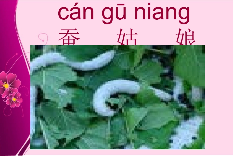 小学二年级下学期语文《蚕姑娘》PPT课件_第2页