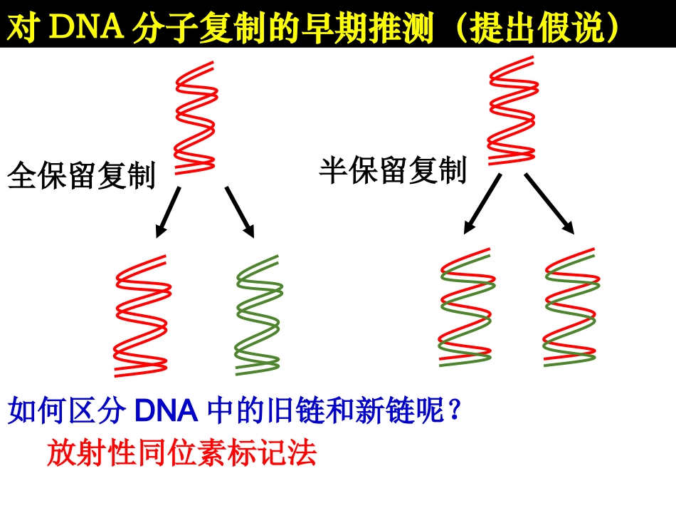 3.3《DNA的复制》课件16_第2页