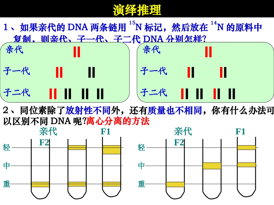 3.3《DNA的复制》课件16_第3页