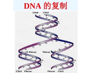 3.3《DNA的复制》课件16