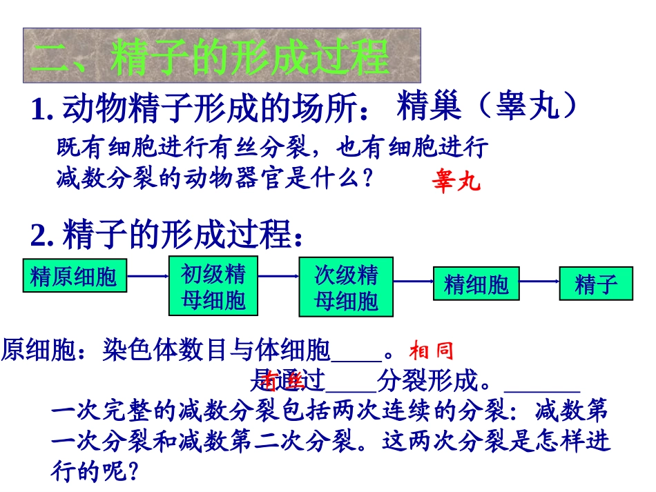细胞的减数分裂_第3页