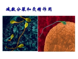 细胞的减数分裂