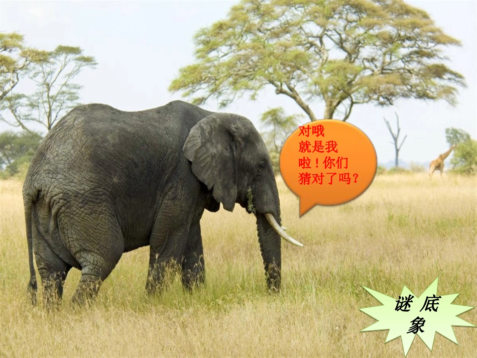 《大白象》课件_第2页