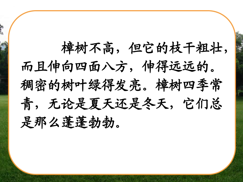 22《宋庆龄故居的樟树》课件_第3页