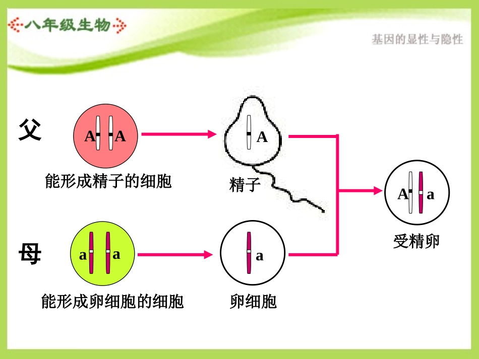 第三节基因的显性和隐性1_第3页