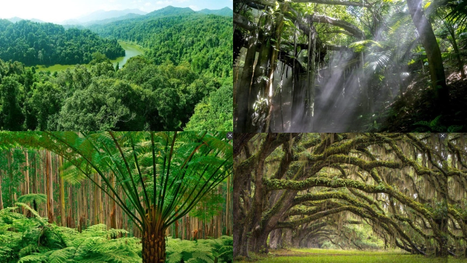 15.雨林的毁灭——世界性灾难_第3页