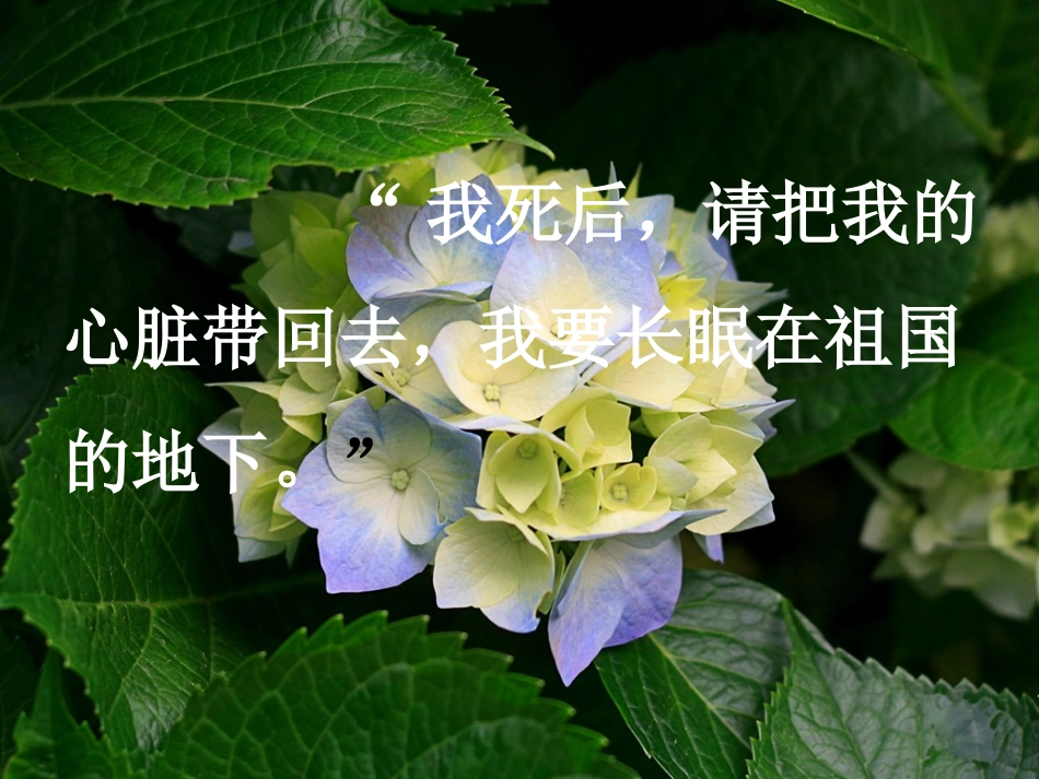 3、把我的心脏带回祖国_第2页