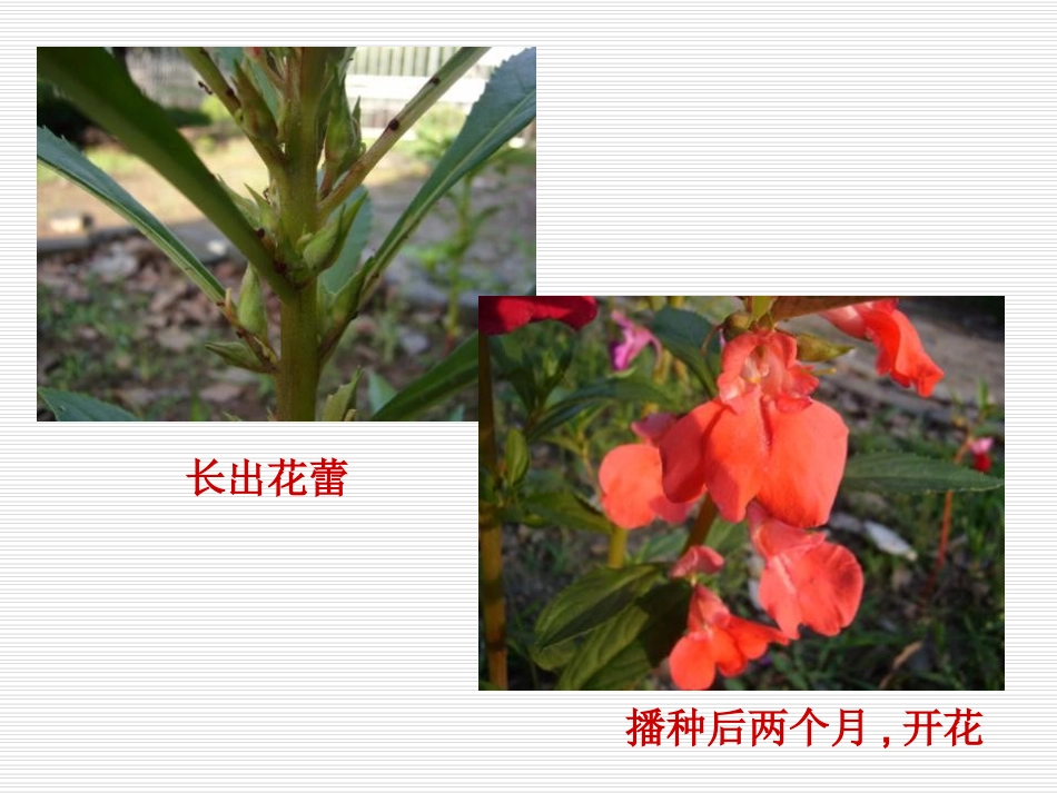 种子发芽实验(一)-(3)_第3页