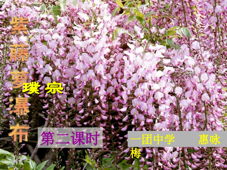 (部编)初中语文人教2011课标版七年级下册第一师一团中学惠咏梅七年级下《紫藤萝瀑布》第二课时课件_第1页