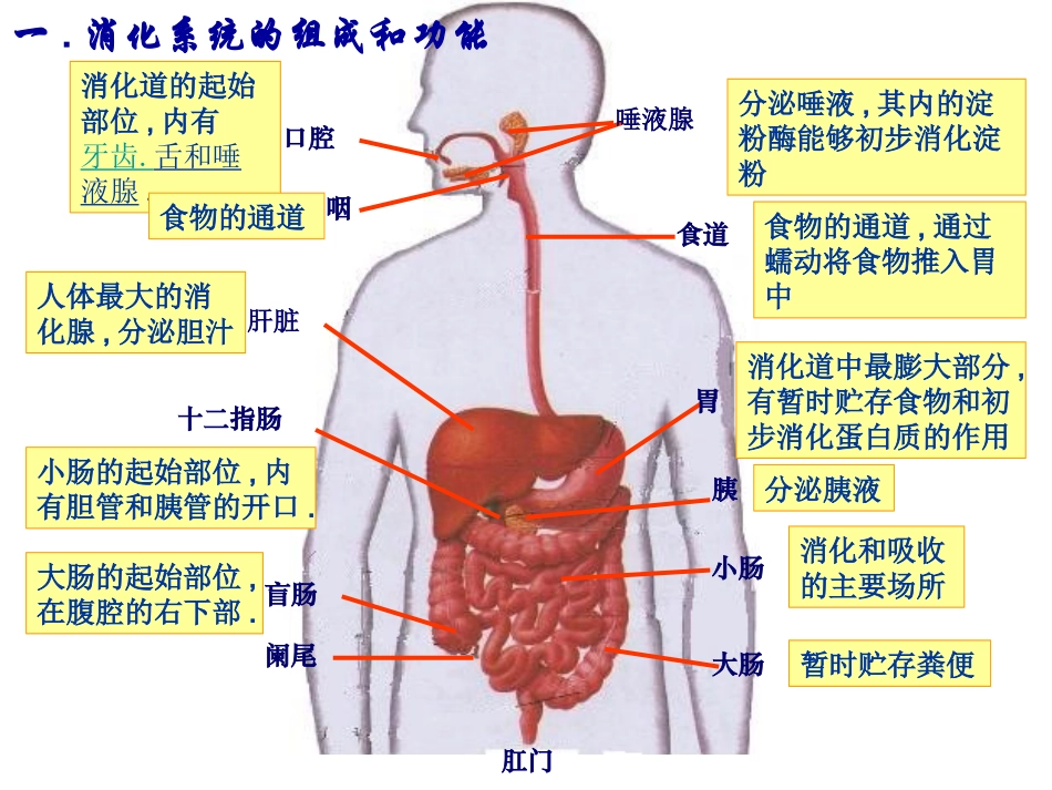 消化和吸收A_第2页