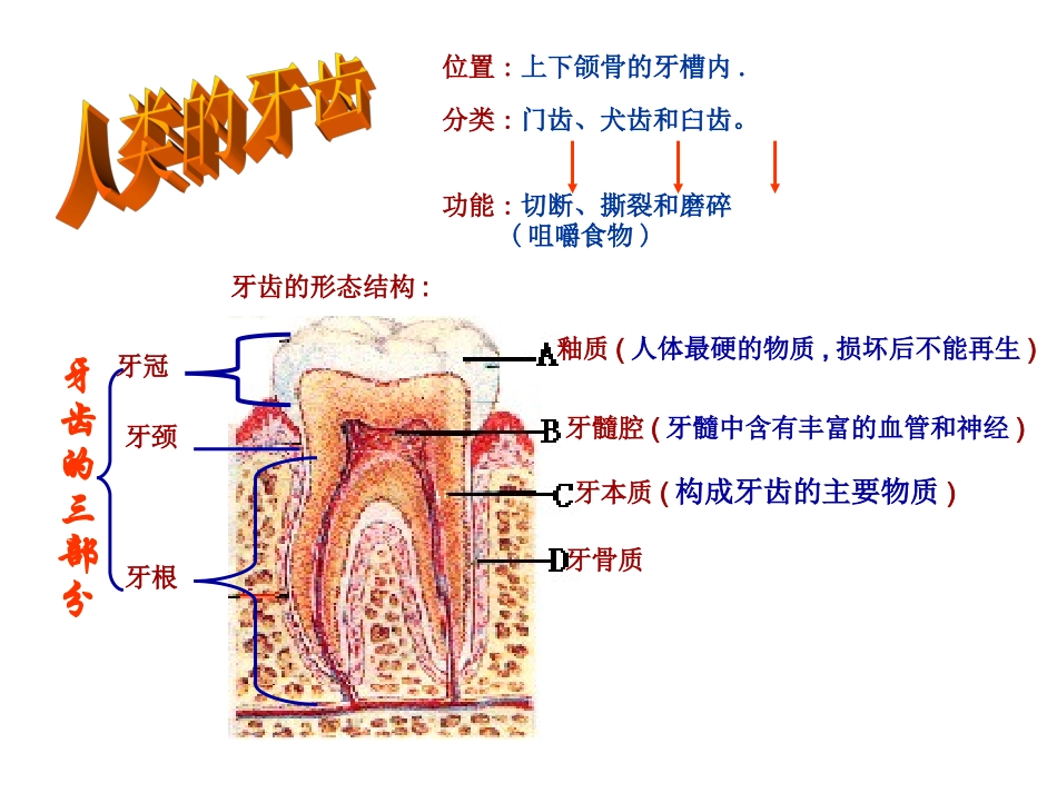 消化和吸收A_第3页