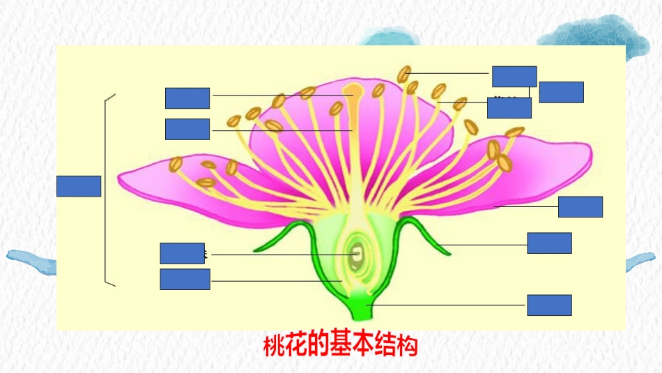 第1节植物的生殖_第3页