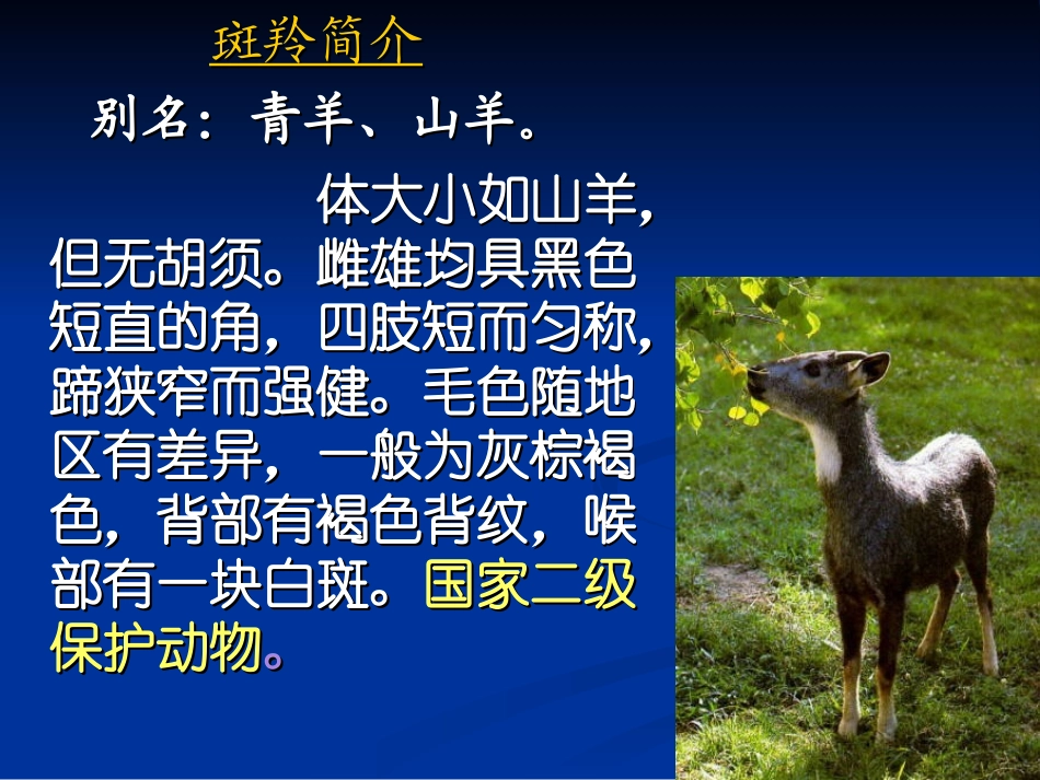 斑羚飞度第一课时_第3页