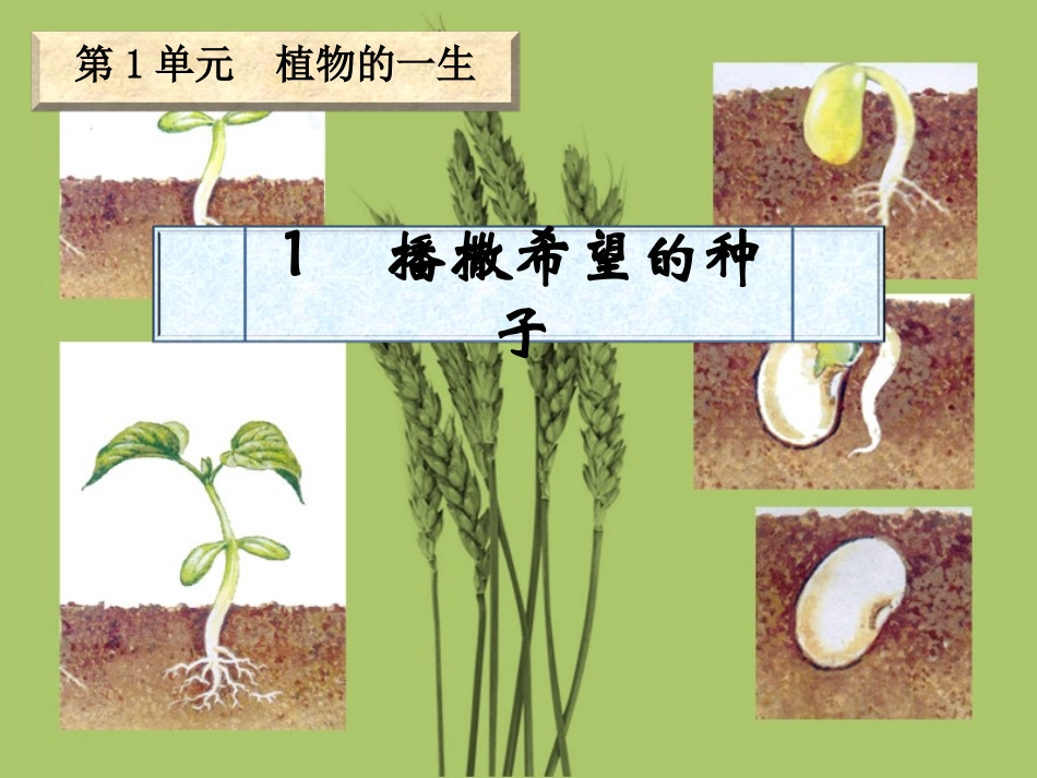 1播撒希望的种子_第1页