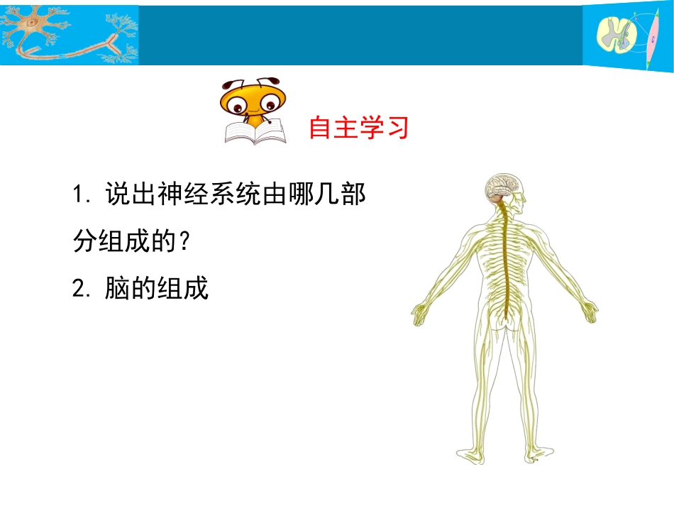 第1节神经系统与神经调节_第3页