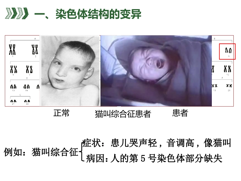 染色体畸变和人工诱变_第3页