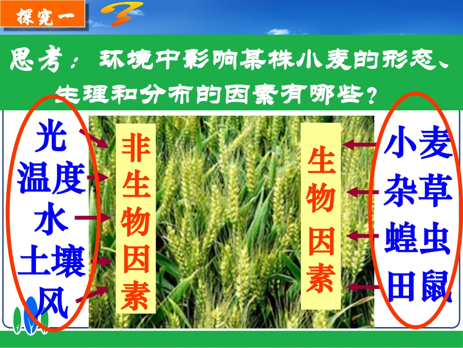 第2节环境影响生物的生存_第2页