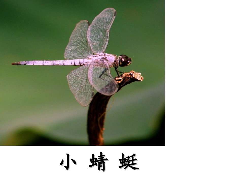 人教版语文一年级下册《识字四》PPT课件[1]_第2页