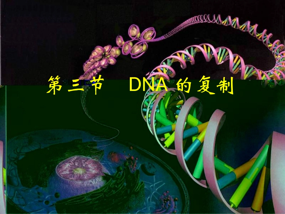 3.3《DNA的复制》-课件5_第2页